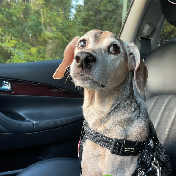 Posh Ambassador/ Event Manager / Dog Mom - Picture 3 of 5